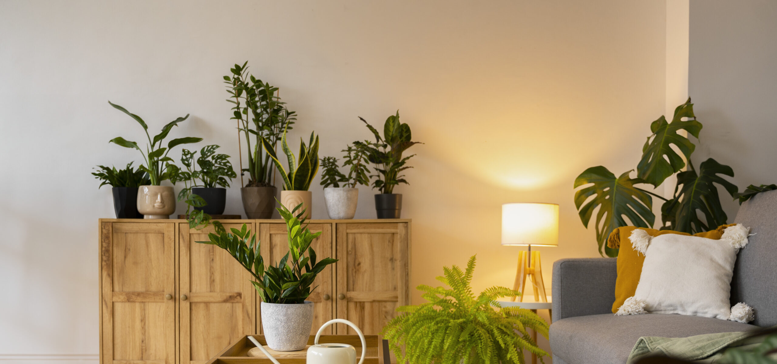 indoor-plants-studio